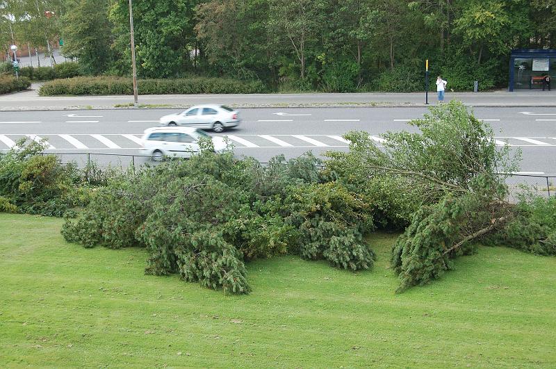 2008-09-15 Motorsavens hærgen langs vestbuen 3